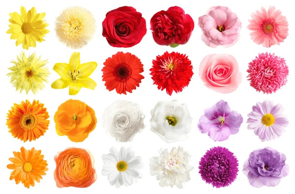 WHAT CAN WE COMMUNICATE WITH THE COLOR OF FLOWERS?